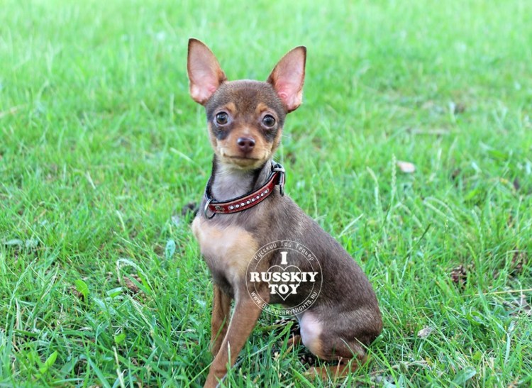 Той терьер рыжий гладкошерстный