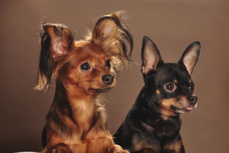 Русский длинношерстный тойтерьер