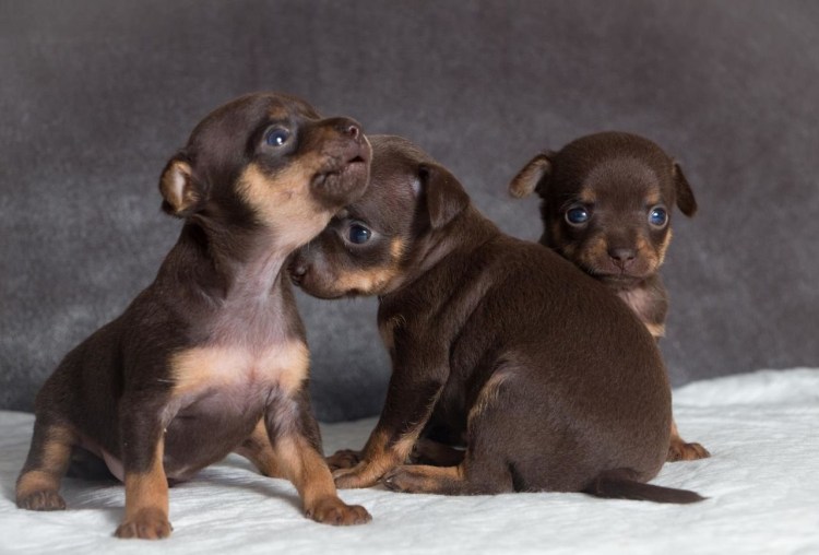 Той терьер щенок