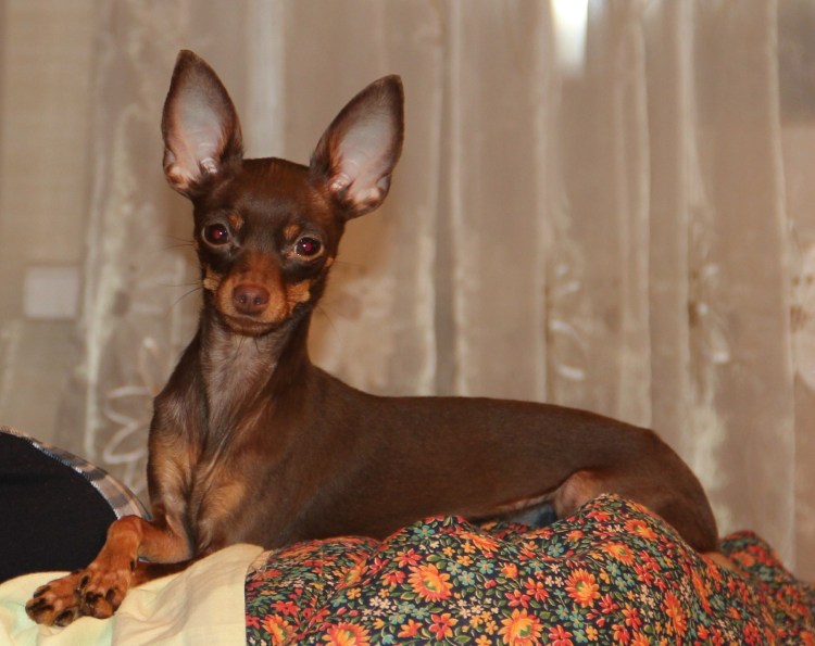 Карликовый той терьер черный