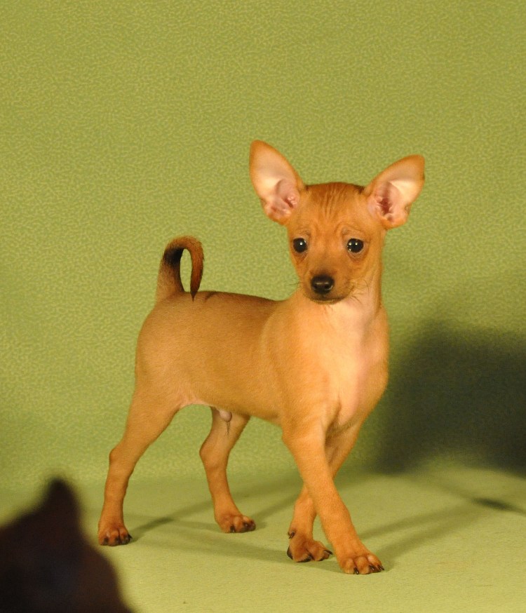 Тойтерьеры гладкошерстные