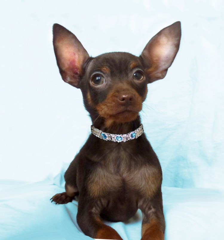 Той терьер гладкошерстный