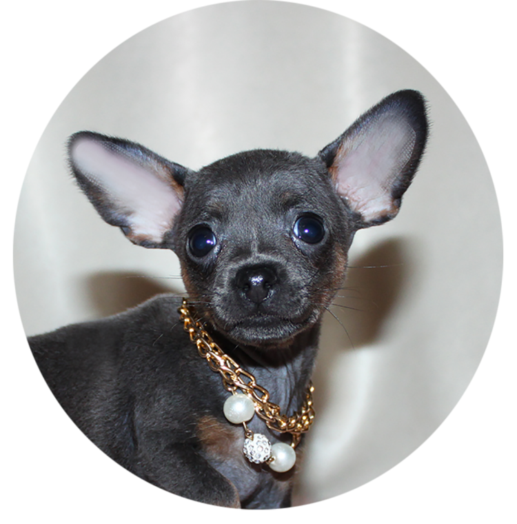 Чихуахуа черный гладкошерстный