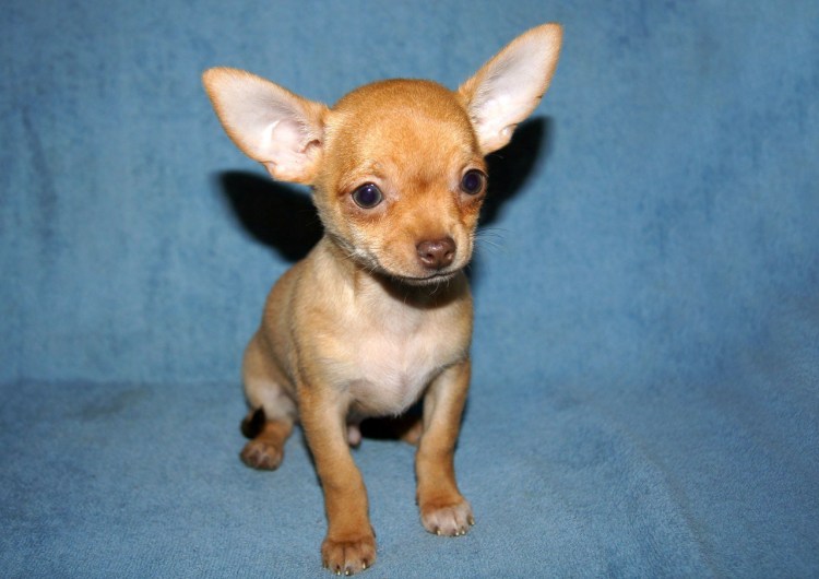 Русский той-терьер гладкошерстный белый