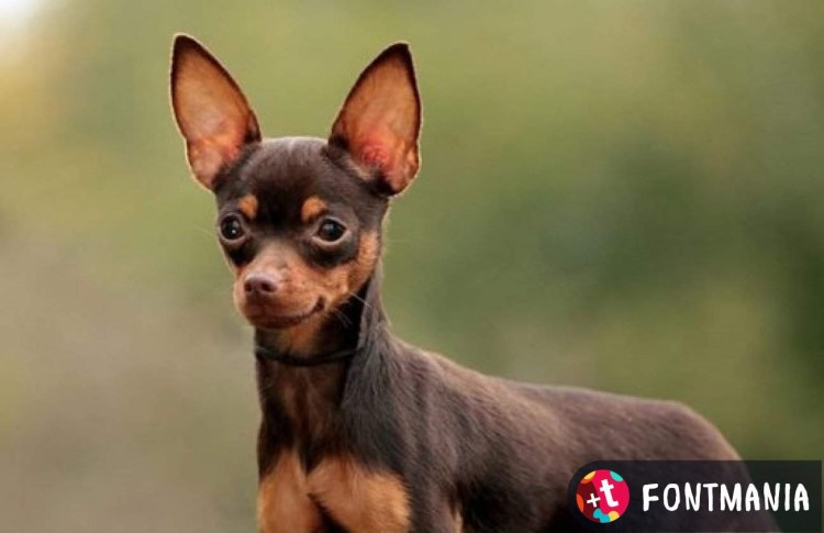 Пражский крысарик