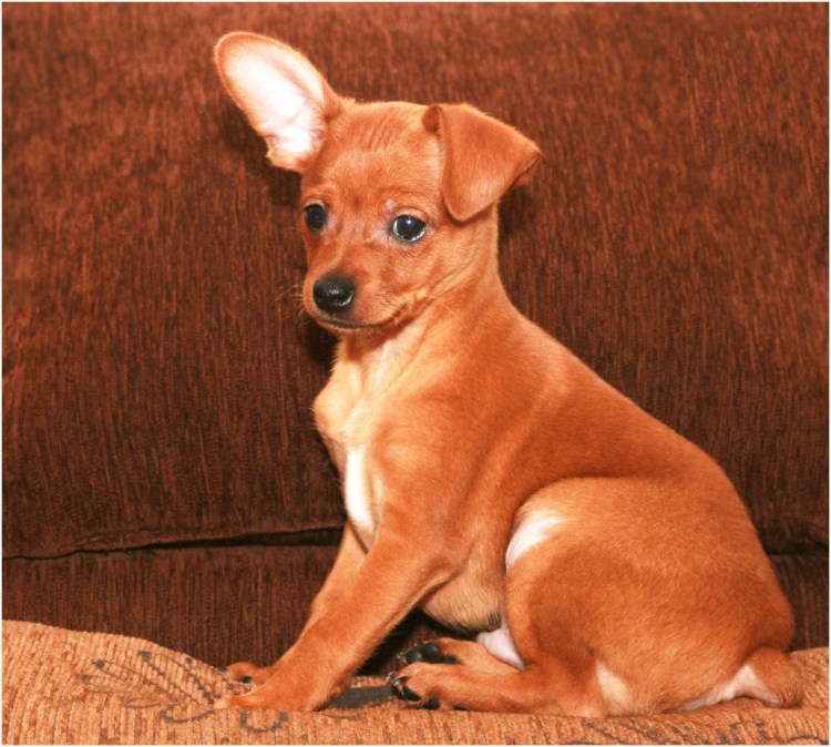 Тойтерьеры гладкошерстные