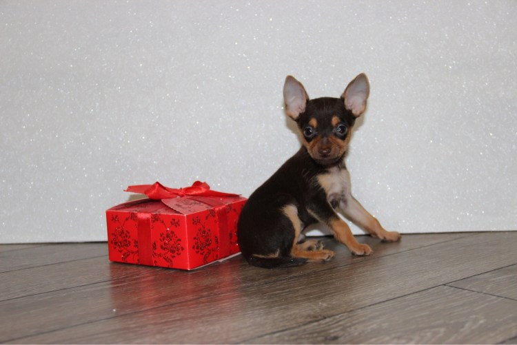 Русский той терьер гладкошерстный стандарт