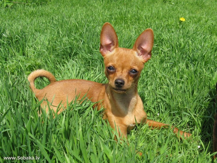 Той терьер рыжий с чернью