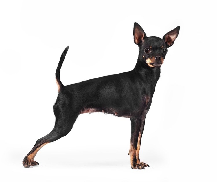 Той терьер сбоку