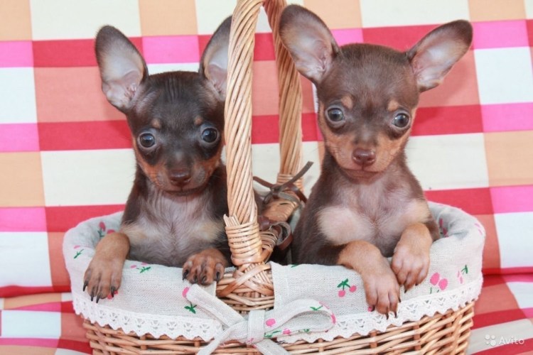 Карликовый той терьер