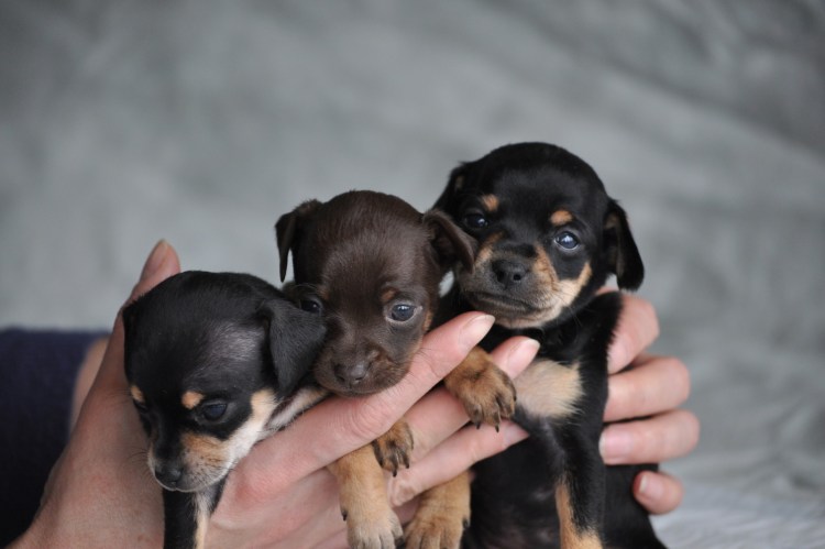 Той терьер щенок