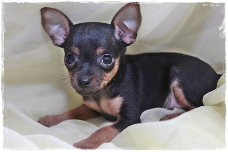 Той терьер гладкошерстный