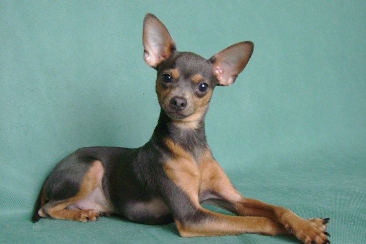 Русский терьер гладкошерстный