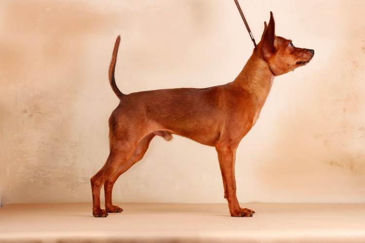 Русский той терьер гладкошерстный