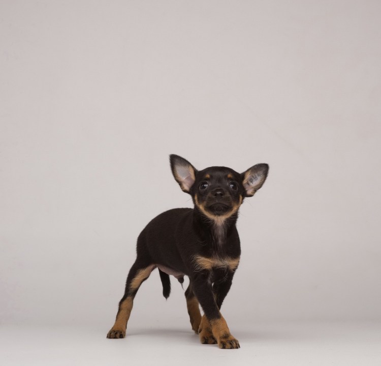 Той терьер русский гладкошерстный черный