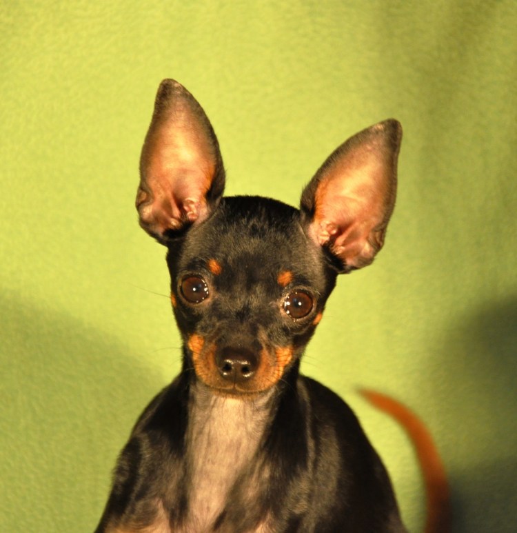 Йорк терьер гладкошерстный