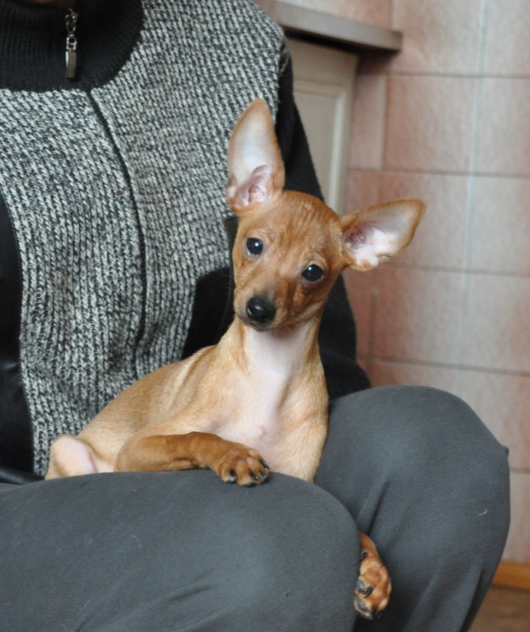 Пражский крысарик мини