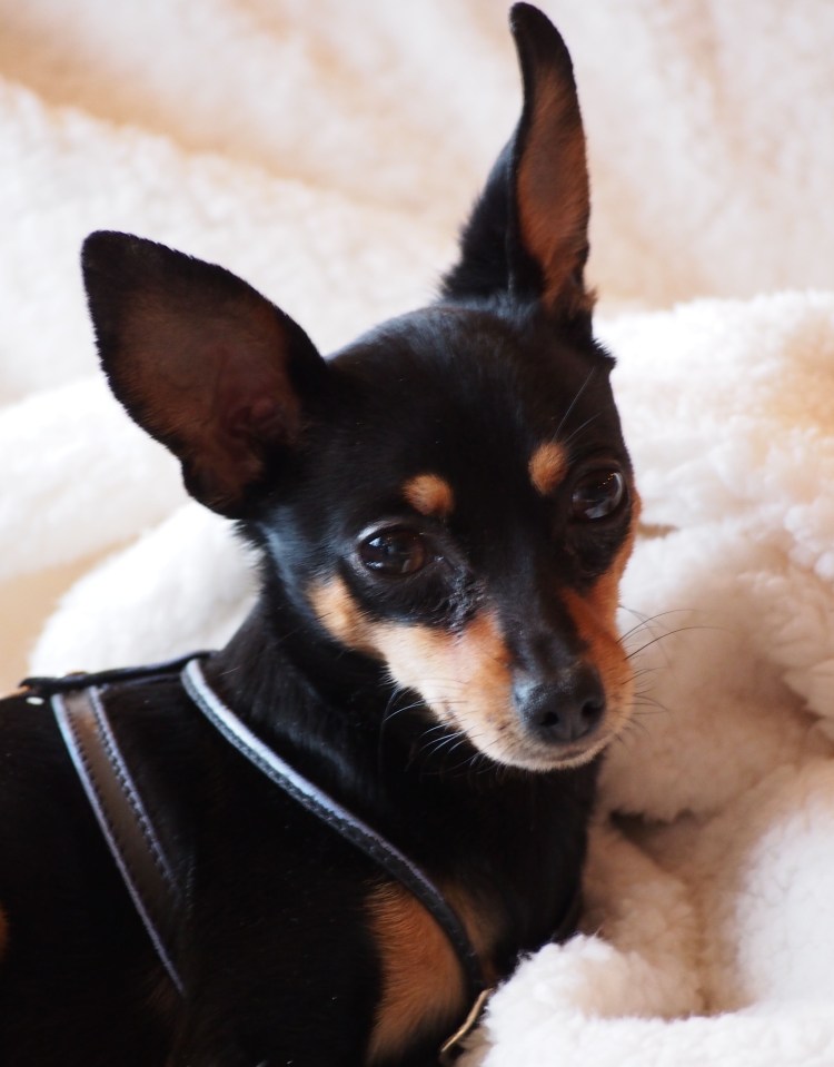 Комнатные собачки маленькие гладкошерстные