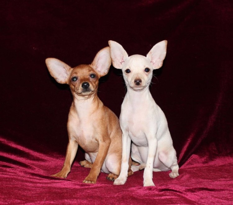 Той терьер палевый