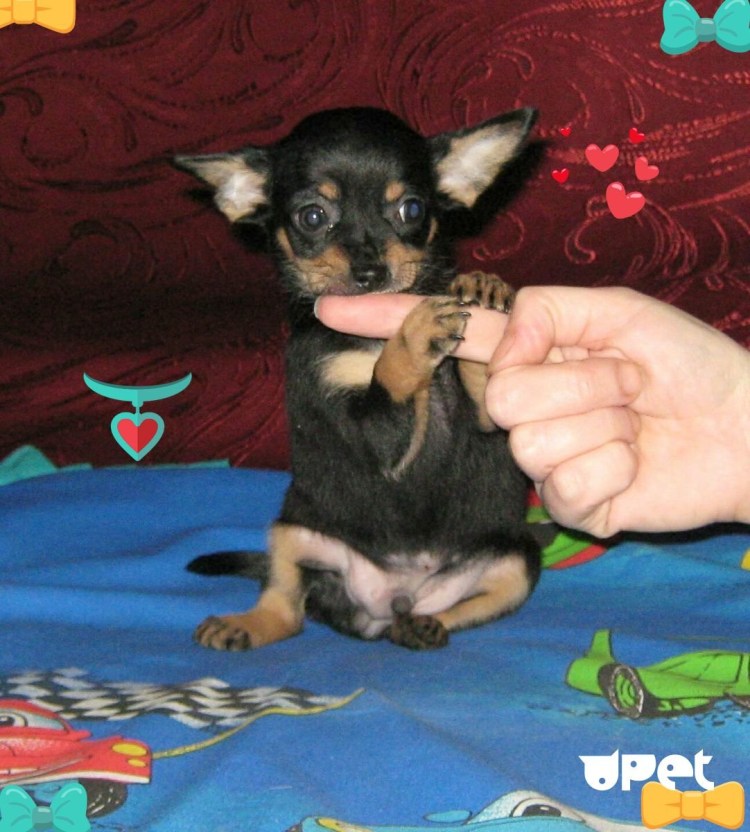 Той терьер гладкошерстный щенок