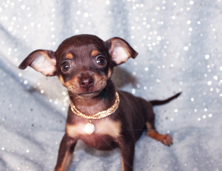 Русский той терьер гладкошерстный