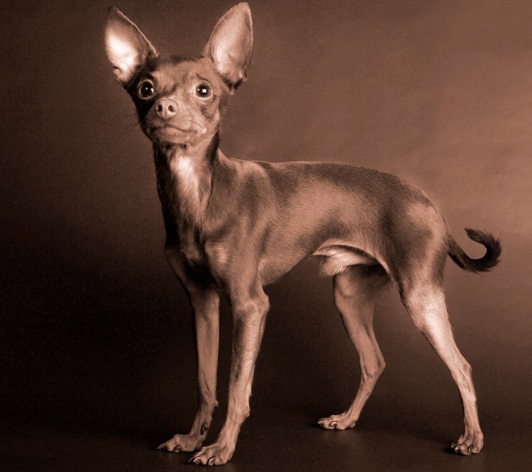 Гладкошерстный русский той Левретка