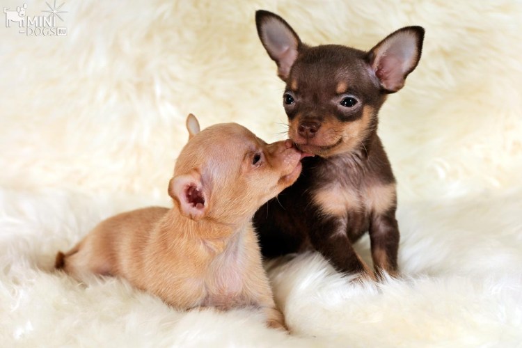 Мраморный той терьер