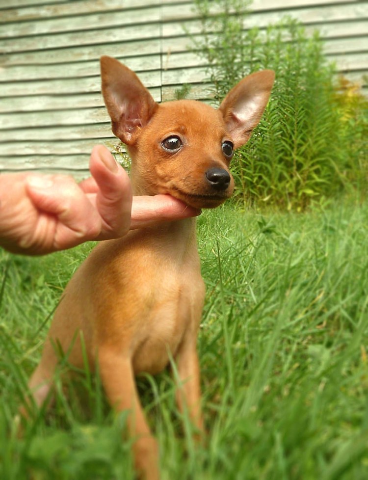 Русский той терьер гладкошерстный