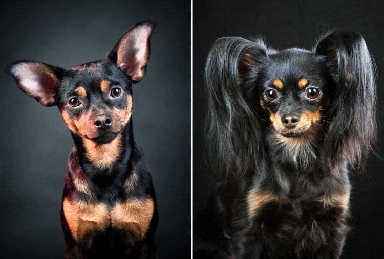 Лисий пинчер длинношерстный