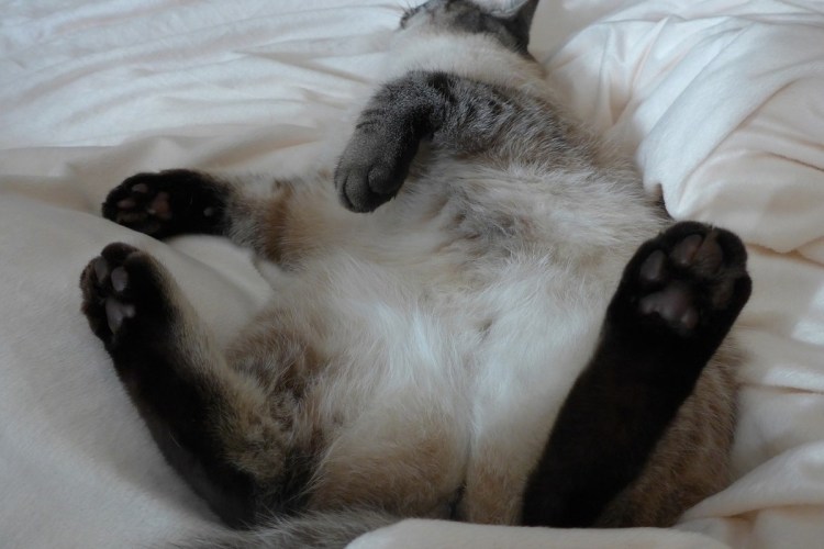 Сиамская кошка спит