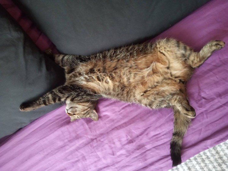 Кошка спит на спине