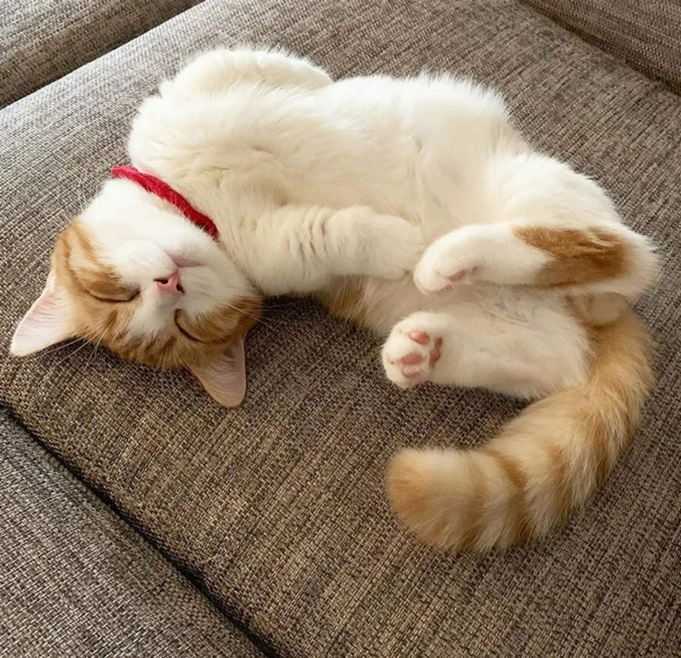 Коты валяются