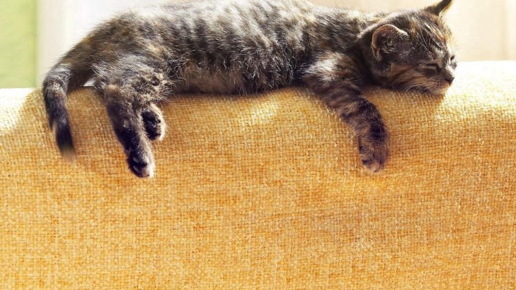 Кот лежит на боку