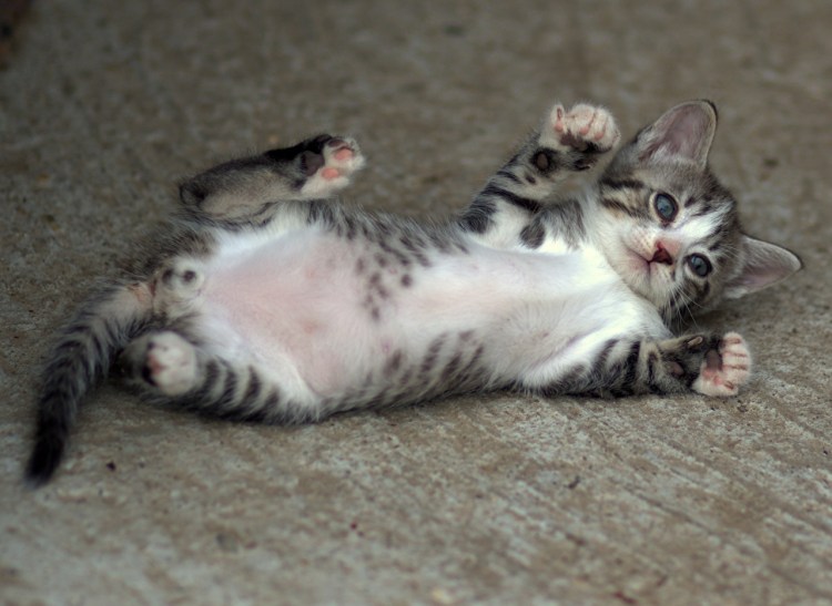 Кошка лежит на диване