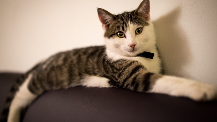 Кот лежит на спине