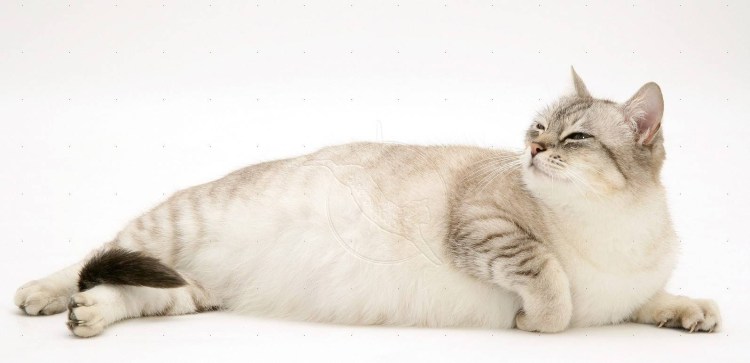 Котик лежа на спине