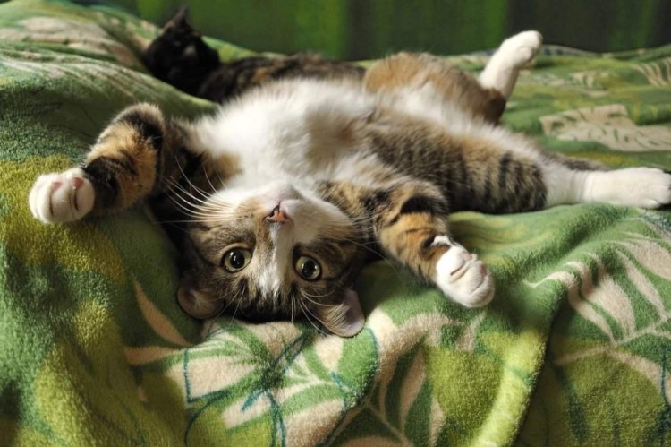 Котик лежит на спине