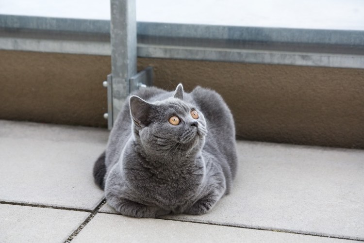 Кот поджал лапы