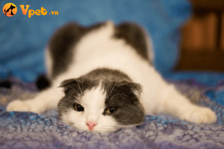 Смешные позы котов