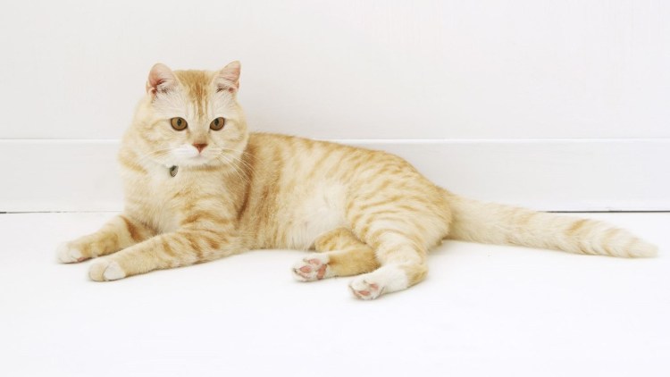 Токенок лежит на спине