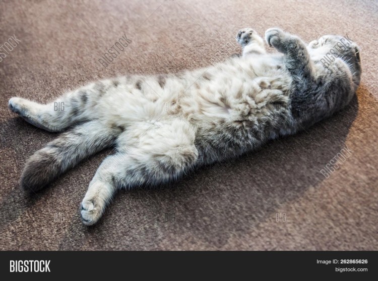 Кот валяется на спинке
