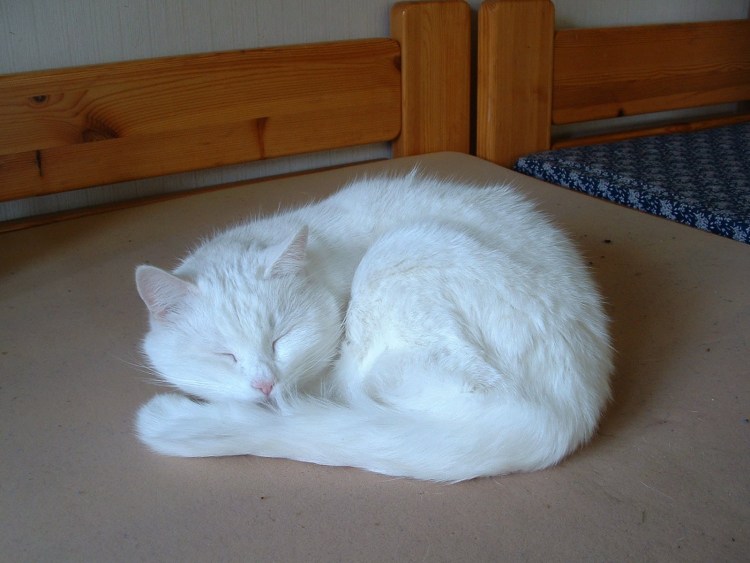 Котик в кровати