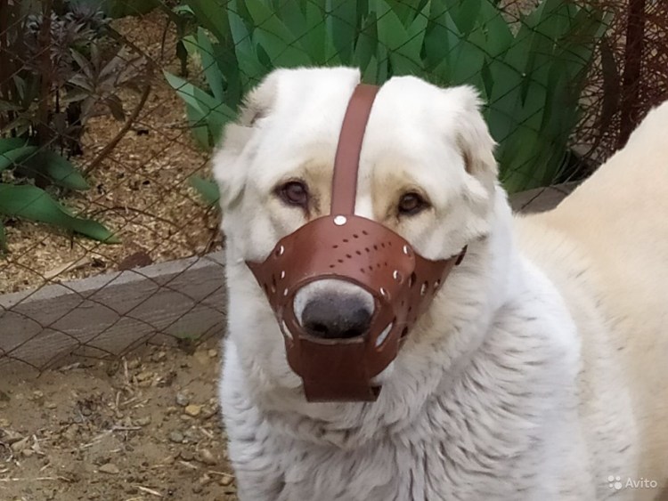 Намордник для алабая