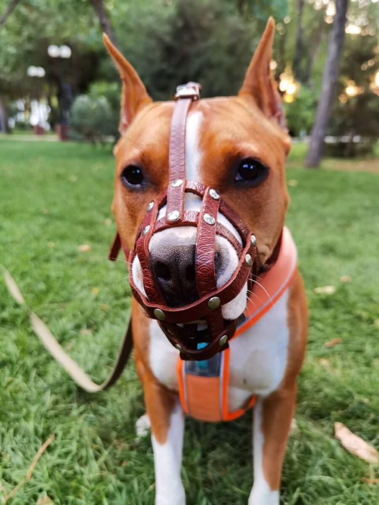 Фотосессия с алабаем на улице