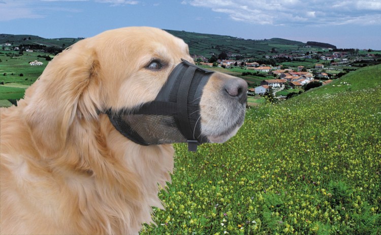 Намордник антилай