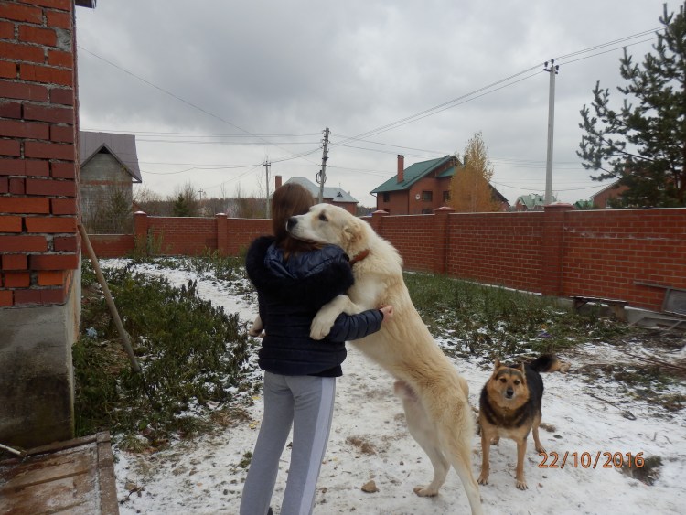 Собака алабай мордник