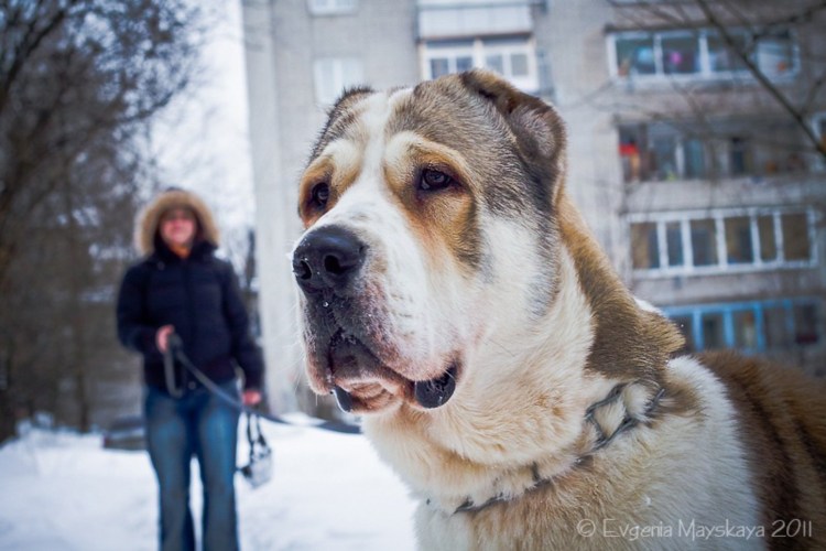 Как измерить намордник для собаки