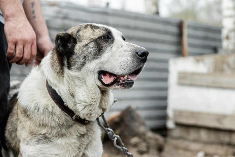 Ошейники из натуральной кожи для собак Pitbull