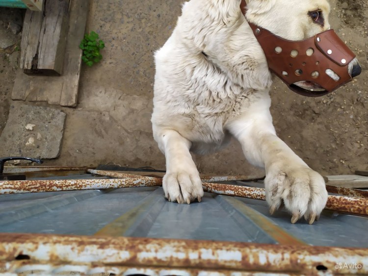 Намордник для алабая