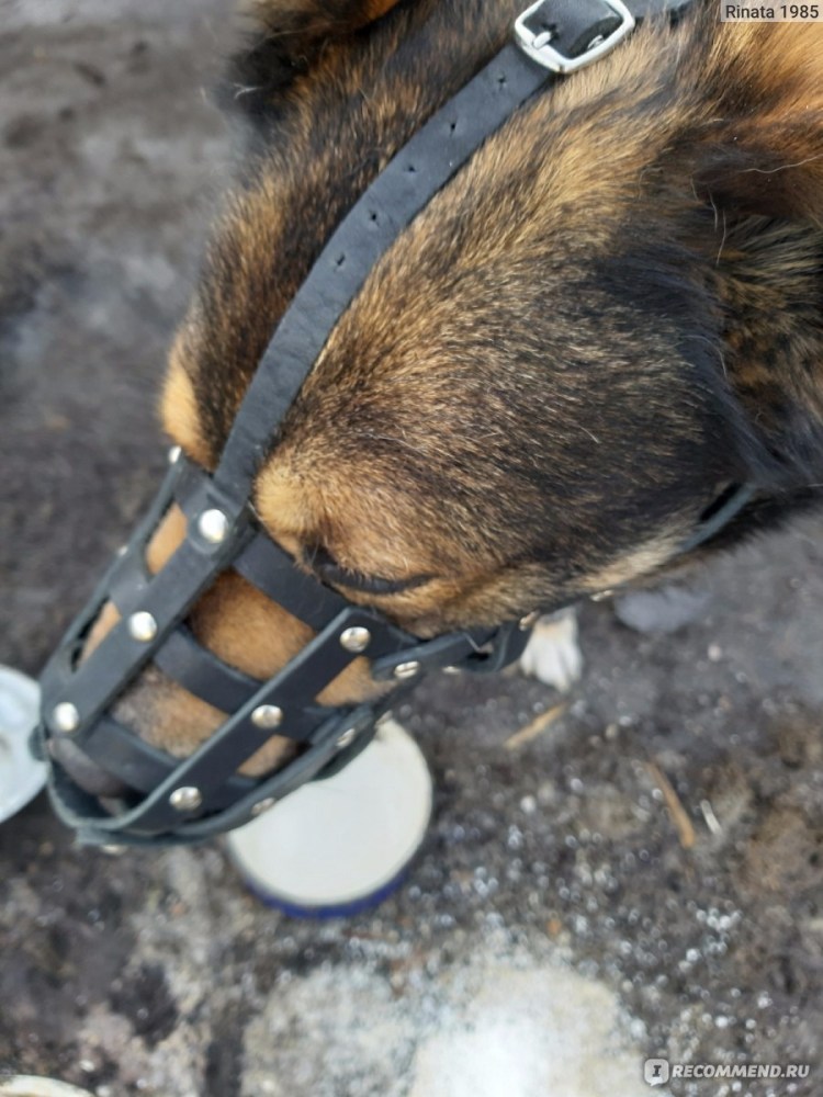 Намордник для ягдтерьера